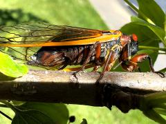 (Pharaoh Periodical Cicada) female ovipositing on Crab Apple