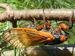 (Dwarf Periodical Cicada) female ovipositing on White Pine