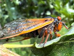 (Dwarf Periodical Cicada) male singing tymbals