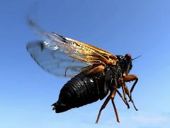 (Dwarf Periodical Cicada) male flapping