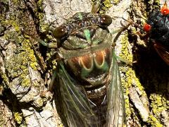 (Northern Dog-day Cicada and Dwarf Periodical Cicada)