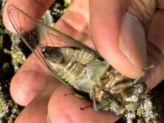(Northern Dog-day Cicada) male ventral tymbals