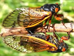 (Dwarf Periodical Cicada) mating pair1
