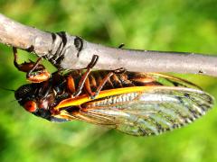 (Pharaoh Periodical Cicada) female post coupling