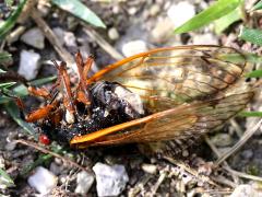 (Dwarf Periodical Cicada and Flying Saltshaker Fungus)
