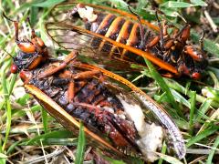 (Pharaoh Periodical Cicada) (Icing Sugar Fungus)