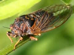 (Prairie Cicada) male lateral