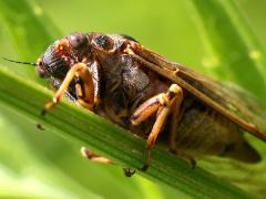 (Prairie Cicada) male profile