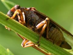 (Prairie Cicada) male ventral