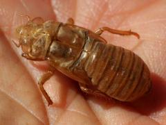 (Prairie Cicada) molted exuvia dorsal