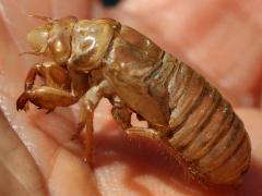 (Prairie Cicada) molted exuvia profile