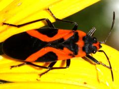 (False Milkweed Bug) dorsal