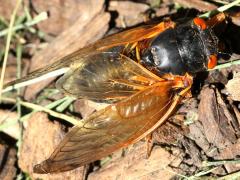 (Dwarf Periodical Cicada) male dorsal