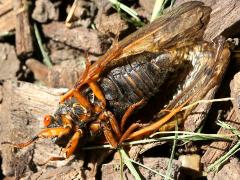 (Dwarf Periodical Cicada) male ventral