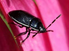 (White-margined Burrower Bug) profile