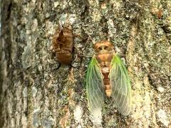 Northern Dog-day Cicada male molting from nymph on Sugar Maple