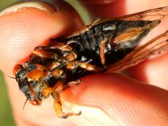 (Dwarf Periodical Cicada) female ventral