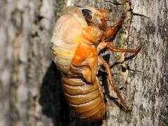 (Dwarf Periodical Cicada) nymph dorsal