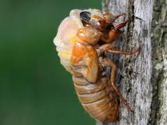 (Dwarf Periodical Cicada) nymph lateral