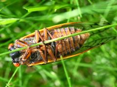 (Pharaoh Periodical Cicada) male ventral tymbals