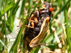 (Dwarf Periodical Cicada) female profile