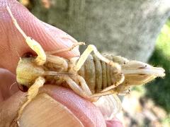 (Dwarf Periodical Cicada) female teneral ventral