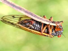 (Dwarf Periodical Cicada) female post coupling