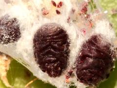 (American Cochineal Bug) trio