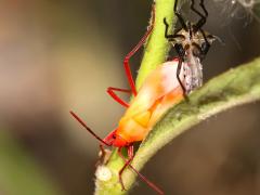 (Large Milkweed Bug) molting top