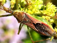 (Leafhopper Assassin Bug) dorsal