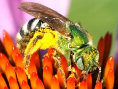 (Bicolored Striped Sweat Bee) lateral