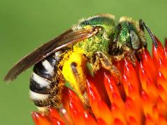 (Bicolored Striped Sweat Bee) profile