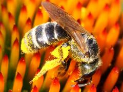 (Ligated Furrow Bee) profile