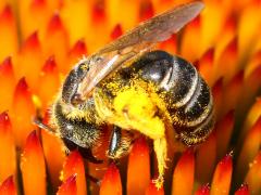 (Ligated Furrow Bee) side