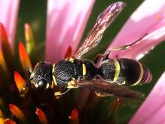 (Leionotus Potter Wasp) dorsal