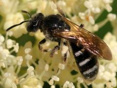 (Halictini Sweat Bee) dorsal