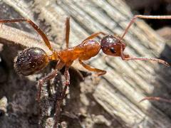 (Formica Field Ant) profile