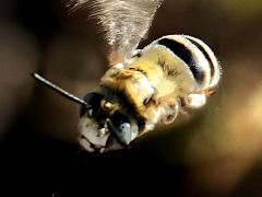 (Urbane Digger Bee) hovers