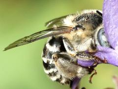 (Urbane Digger Bee) ventral