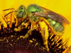 (Subtilior Striped Sweat Bee) female lateral