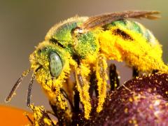 (Texas Striped Sweat Bee) female frontal