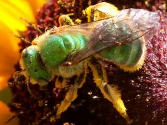 (Texas Striped Sweat Bee) female ventral