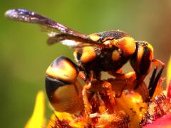 (Hidalgo Mason Wasp) feeding