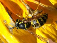 (Western Yellowjacket) dorsal