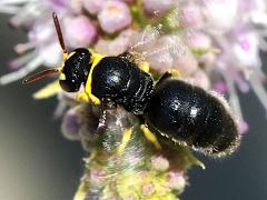 (Yellow-collared Masked Bee) dorsal