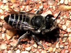 (Leafcutter Bee) dorsal