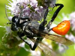 (Parker's Thread-waisted Wasp) dorsal