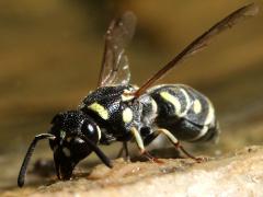 (Minimoferus Potter Wasp) frontal