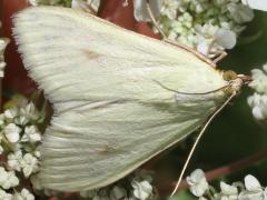 (Carrot Seed Moth) upperside