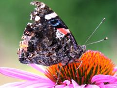 (Red Admiral) underside